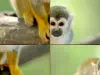 Animal Puzzle