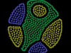 Coloruid 2