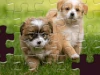 Daily Jigsaw