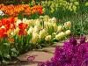 Flower Garden 2