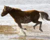 Quiz Story - Animal